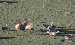 Leopold wolf pack hunting bull elk;Doug Smith;May 2007